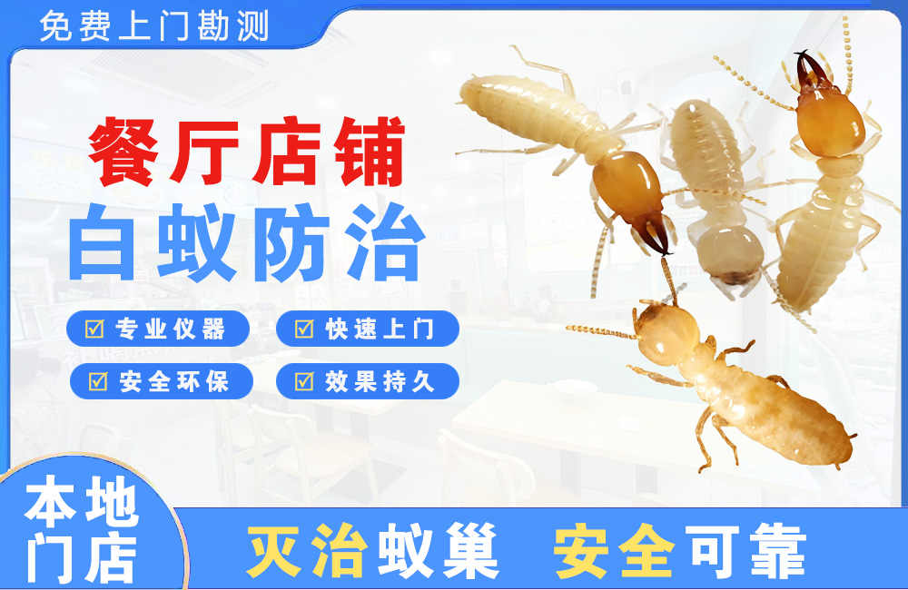 江都餐厅店铺白蚁防治